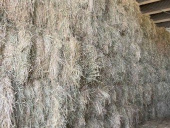 Oaten Hay 8x3x3 Bales