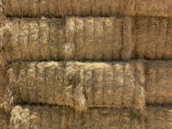 100mt Wheaten Hay 8x4x3 Bales