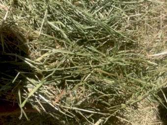 100mt Wheaten Hay 8x4x3 Bales