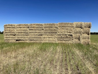 120mt Barley Hay 600kg 8x4x3 Bales