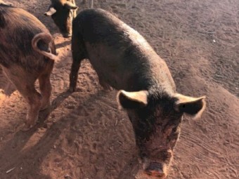 25 piglets for sale 