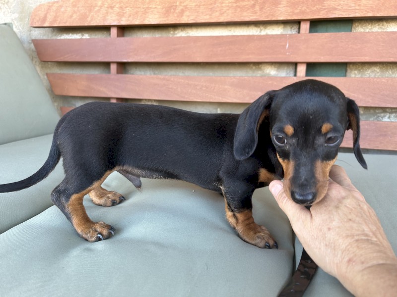 Purebred Miniature Dachshund 