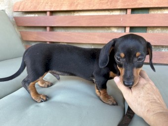 Purebred Miniature Dachshund 