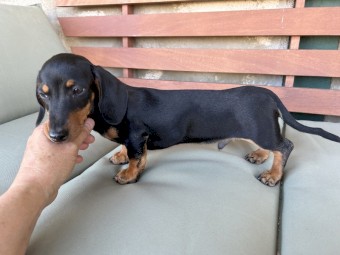 Purebred Miniature Dachshund 