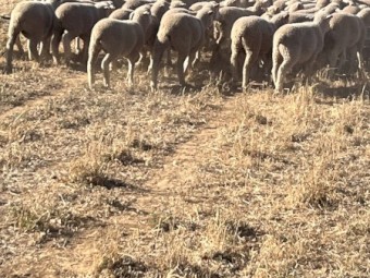 WANTED Sheep Agistment