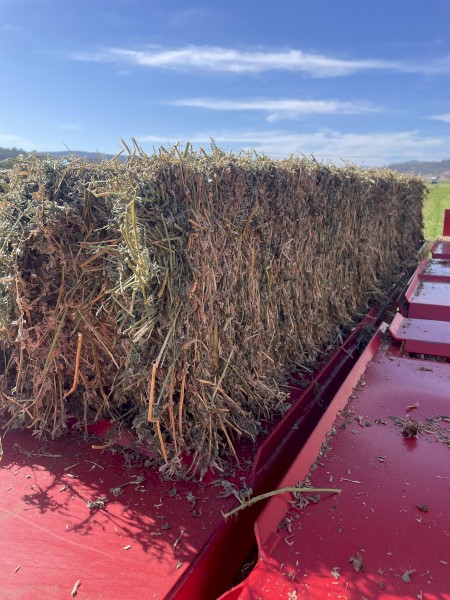 Lucerne Hay Small Squares