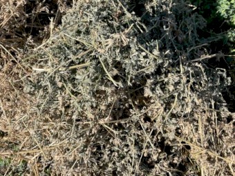 Lucerne Hay Small Squares