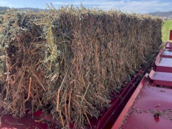 Lucerne Hay Small Squares