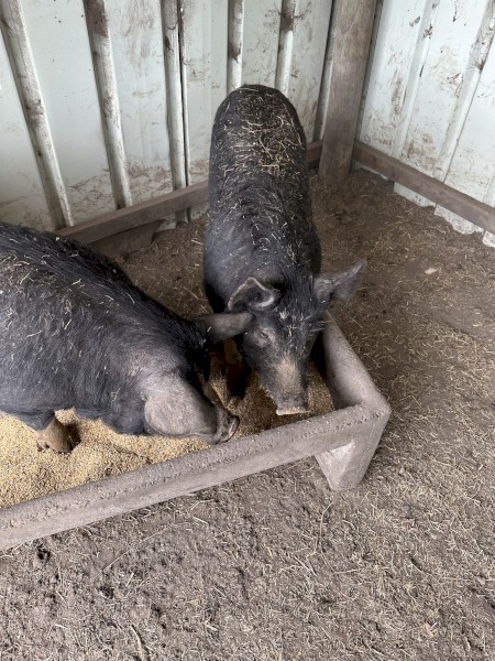 WANTED Pure Breed Berkshires Pigs