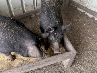 WANTED Pure Breed Berkshires Pigs