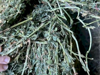 70mt Lucerne Hay 8x4x3 Bales