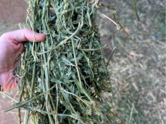 70mt Lucerne Hay 8x4x3 Bales