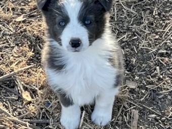 Border collie pups