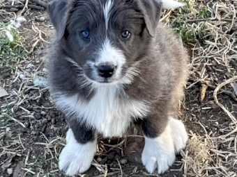 Border collie pups