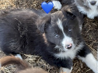 Border collie pups