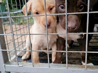 Kelpie x Border Collie pups