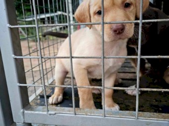 Kelpie x Border Collie pups