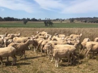 150 x Merino Ewes