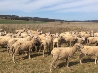 150 x Merino Ewes