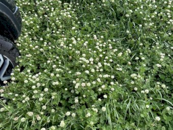 100 x Balansa Hay 5x4 Rolls