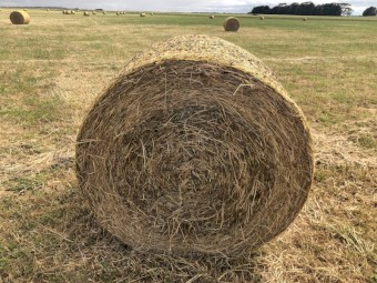 100 x Balansa Hay 5x4 Rolls