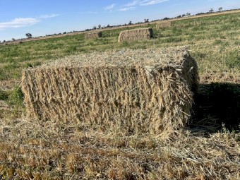 Oaten Hay with Lucerne