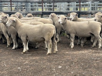 Athlone Poll Dorset x Southdown