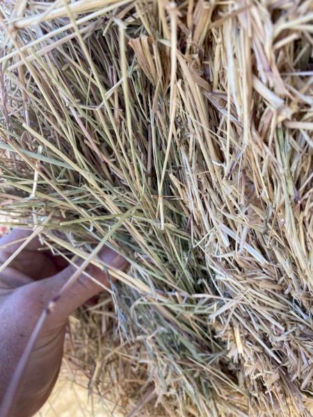 2023 Rye grass/ pasture hay 
