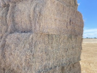 2023 Rye grass/ pasture hay 