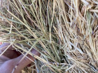 2023 Rye grass/ pasture hay 