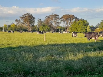 WANTED Freisan Milkers 70-100 Head