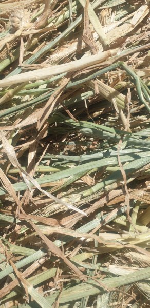 300 x Wheaten Hay 5x4 Rolls