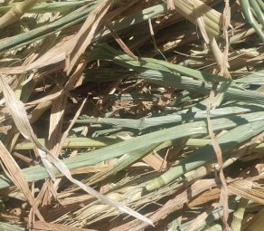 300 x Wheaten Hay 5x4 Rolls