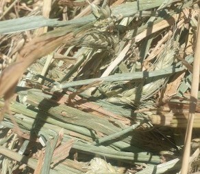 300 x Wheaten Hay 5x4 Rolls