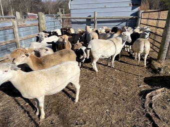 Katahdin/dorper mix meat sheep.