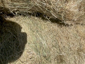 2023 Rye grass/ pasture hay 