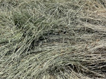 500mt Rye Grass & Clover Hay 8x4x3 Bales
