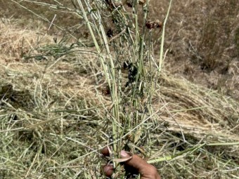 500mt Rye Grass & Clover Hay 8x4x3 Bales