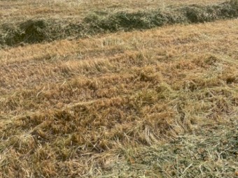 120mt Oaten & Clover Hay 600-650kg 8x4x3 Bales