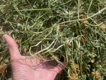 120mt Oaten & Clover Hay 600-650kg 8x4x3 Bales