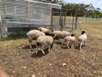 Mixed range dorper sheep for sale