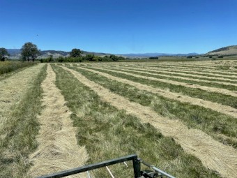 VNS Summer Active (Continental) Fescue