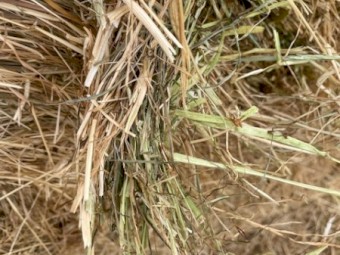 Rye Grass Clover 5x4 Rolls