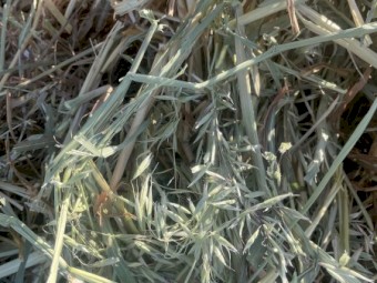 Oaten Hay Round Bales