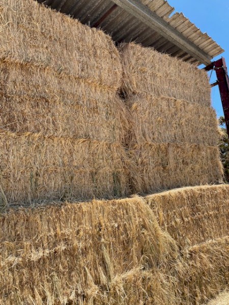 Rye Grass and clover squares 8X4X3