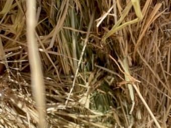 Rye Grass and clover squares 8X4X3
