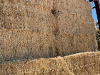 Rye Grass and clover squares 8X4X3