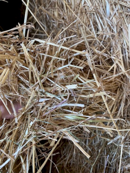 Previous season Rye Grass Clover Squares