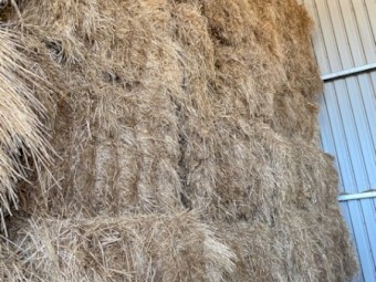 Previous season Rye Grass Clover Squares