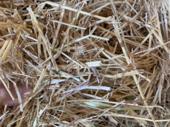 Previous season Rye Grass Clover Squares